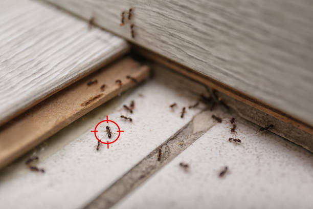 Best Pest Prevention Services  in Willard, OH