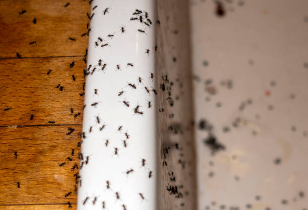 Best Ant Control Services  in Willard, OH